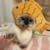 catbackwdp